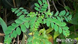 Phyllanthus tenellus  Planta Medicinal Quebrapedra Phyllanthaceae [upl. by Araiet566]