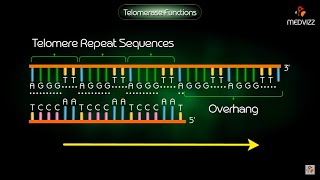 Telomerase Function  Animation [upl. by Lener]