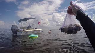 First time scalloping in Steinhatchee Florida 2018 [upl. by Aihsinat]