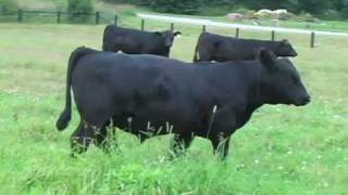 Wilgor Black Angus  Browarny [upl. by Intihw]