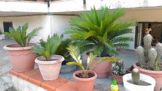 Come curare lingiallimento delle foglie di Cycas [upl. by Kleper]