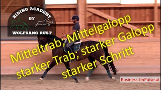 F53 Verstärkungen Reiten Mitteltrab Mittelgalopp starker Trab starker Galopp Schritt Tempis [upl. by Sidnee999]