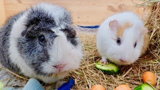 Guinea Pig Daily Food Routine [upl. by Suravart168]