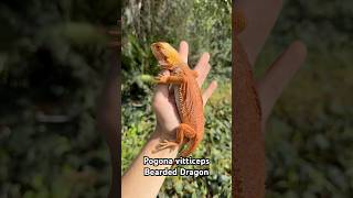 The Bearded Dragon Pogona vitticeps 🙌🏼🦎🌍 wildlife nature animals dragon shorts education [upl. by Dalia522]