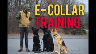 How to safely use the E Collar Dog training with Americas Canine Educator [upl. by Arsi288]