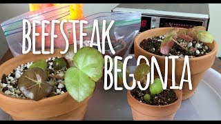 Beefsteak Begonia  Plant Propagation  Update August 2018 [upl. by Hametaf131]