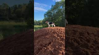 Cute Beagle Running and Climbing at the OffLeash Dog Park [upl. by Yvaht]