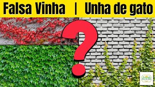 Falsa vinha ou Unha de gato  Qual escolher  Diferenças entre as duas trepadeiras mais conhecidas [upl. by Nautna]