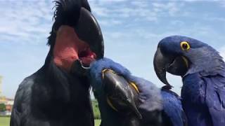 Unlikely amp Rare Parrot Flock Hyacinth Macaws amp Black Palm Cockatoo preening and relaxing in the sun [upl. by Joelynn586]