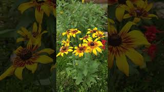 Blackeyed susan Rudbeckia hirta [upl. by Gilberte]