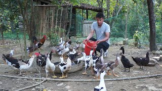 Harvesting persimmons chestnuts to sell to the market taking care of animals at the farm [upl. by Naloc]