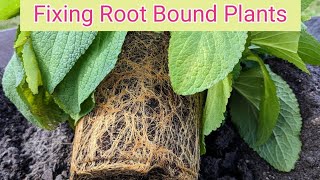 Root bound plants  2 ways to loosen the roots plus what NEVER to do [upl. by Atauqal832]