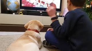 Tenero Cucciolo di LABRADOR di 70 giorni guarda youtube con il quotfratelloquot shorts  Cute Video [upl. by Sheryl]