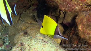 HDObservations  Yellow Longnose Butterflyfish 4K UHD [upl. by Tteve517]