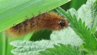 Kleine beer rups  Phragmatobia fuliginosa  Annelies van Klinken [upl. by Plerre]