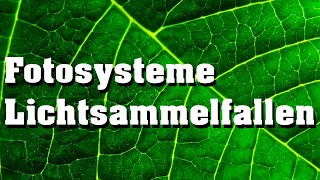 Fotosysteme und Lichtsammelfallen schnell erklärt [upl. by Frierson]