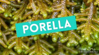 porella general structure and reproduction for Bsc BS [upl. by Sucramej]