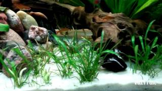 Amazonas Aquarium  Video von einrichtungsbeispielede [upl. by Heddy]