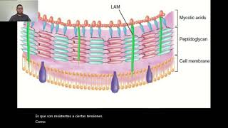 3 Infecciones Bacterianas en Vías Respiratorias Inferiores [upl. by Molini]