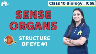 Sense Organs Class 10 ICSE Biology  Chapter 17  Selina  Structure of Eye 1 [upl. by Freedman]