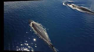 Ballena defecando en la Costa del Garraf  Mayo 2017 [upl. by Nevin]