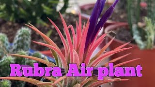 All About Rubra Air Plant in malayalam zero maintenance free airplant [upl. by Isobel]