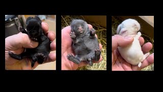 Izumi amp Elias Holland Lop Litter 6 Days Old [upl. by Nauqan]