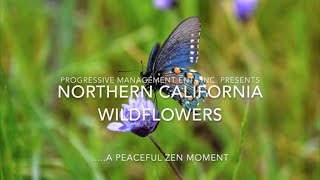 Northern California Wildflowers [upl. by Etteyafal]