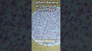 Water Analysis by membrane filtration methodColiforms on Chromocult Coliform Agar plate [upl. by Melton]