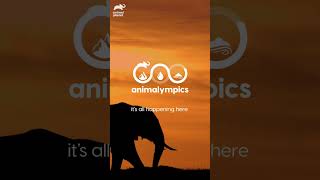 Get Ready for Animalympics Season 2 🐾🌟animalympics shorts animals olympics  Animal Planet [upl. by Suolhcin]