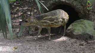 Sri Lankan spotted chevrotain  මීමින්නා  Unseen Lanka [upl. by Mittel136]