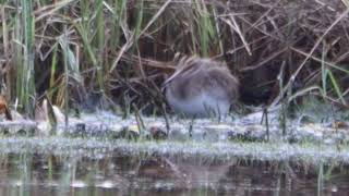 Jack and Common Snipe Maridalen [upl. by Bessie622]