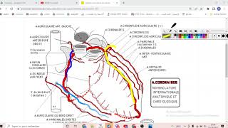 UE1 Anatomie CardioVasculaire 5 بالعربية la vascularisation et innervation du cœur part 1 [upl. by Ellebanna]