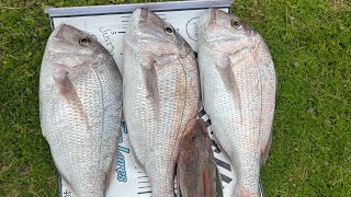 RUAKAKA BEACH FISHING CATCH amp COOK [upl. by Nowyt29]