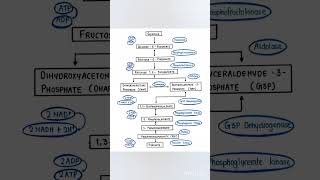 Carbohydrates metabolism 💯 biotech engineering Glycolysis [upl. by Enelak485]