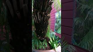 How to protect a Tree fern for Winter palmtrees [upl. by Dorisa789]