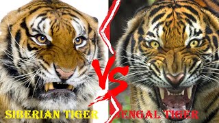 SIBERIAN TIGER VS BENGAL TIGER  Siberian Tiger VS Bengal Tiger Who Would Win [upl. by Burnsed]