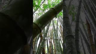 Bamboo Growing 101 A Detailed Guide [upl. by Akcirret]