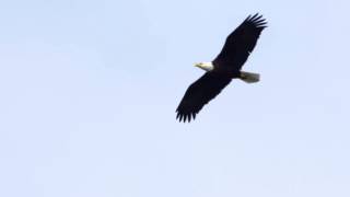 Bald Eagle Soaring [upl. by Swaine]