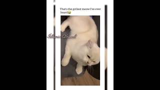 Thats the girliest meow 😬🥰 foryouシ foryou funny memes meme [upl. by Aubin]