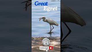 A Great Egret hunting for Fish greategret shorts wildlife [upl. by Reidid795]