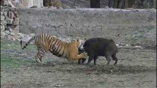 Tiger killed wild boar  Tiger Attack on wild boar and killed  Ranthambore National park [upl. by Ogir]