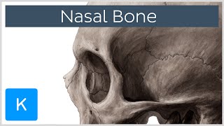 Nasal bone  Anatomy Function amp Diagram  Human Anatomy  Kenhub [upl. by Eiramyelhsa147]