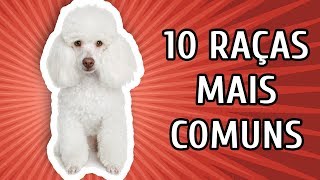 10 RAÇAS DE CACHORRO MAIS COMUNS NO BRASIL [upl. by Anthiathia]