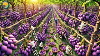 Japanese Farmers Harvest Strange Fruit Akebia Amazing Chocolate Vine Fruit  Farming Documentary [upl. by Gnex]