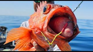 Saltwater BFS Incredible Light Tackle Slow Pitch Jigging in California Lots of PBs [upl. by Kirat]