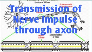 Mechanism of transmission of nerve impulse through axon [upl. by Porush]