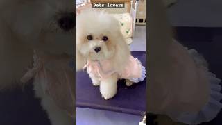 cutedog poodle funydog viralvideo shortsshorts usadogs viralshort handsomepet petslovers [upl. by Nats]