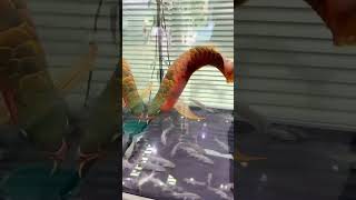 Asian arowana live feeding fish fishing wateranimals viralshort trendingshorts animals live [upl. by Cumine]