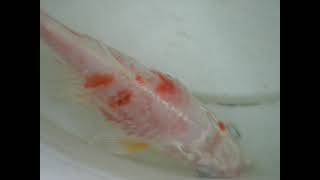 Koi with Bacterial infection [upl. by Ejroj184]